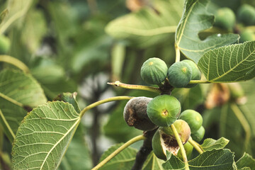 Fig tree green fruits