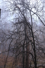 Fog in the city. Tree branches in the fog