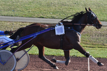 course de chevaux  en trot attelé