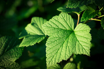 Fluffy flowers background. Spring flowers concept. For design. Nature. Spring background