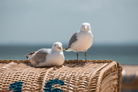 Seagulls on the beach chair. Seagulls are the symbol of vacation by the sea. Recreation on the beach without seagulls does not work.