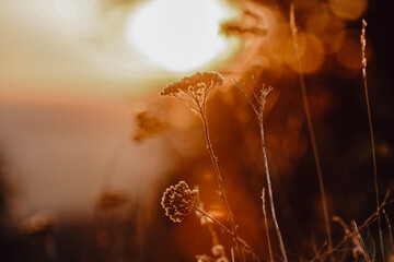 dew on the grass