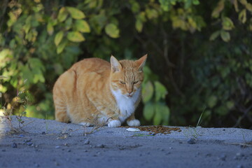 Fototapeta premium cat in the garden