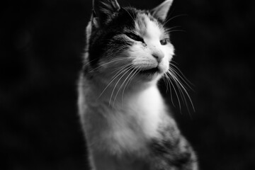 black and white cat