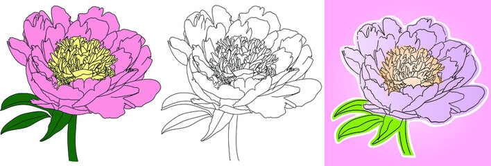 Vector illustration of a peony flower on a white background - 469298416