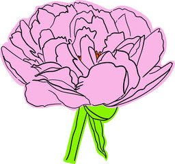 Pink solid drawing of a peony on a white background - 469298443
