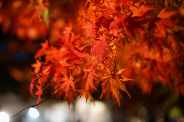 山梨県河口湖のもみじ回廊のライトアップ