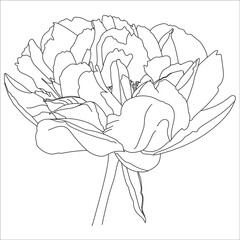 Terry peony white on a solid background, vector illustration - 469298468