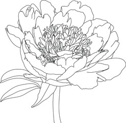 Vector illustration with peony flower on a white background. - 469298472