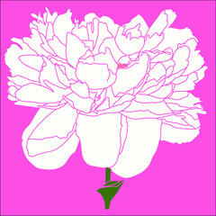 Vector drawing of a peony flower on a striped background
