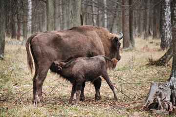Bison in autumn forest, small bison drinks milk of bison mother, feed in their natural habitat. Prioksko-Terrasny Nature Reserve, Poland in Europe. Wildlife scene from nature.