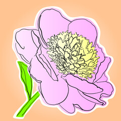 Drawing of a pale pink peony flower with black outlines, white background - 469298607