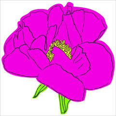 drawing of a pink peony stiltized under a sticker on a white isolated background - 469298635