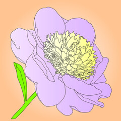 Vector illustration with pink peony flower on an orange background. - 469298653