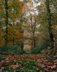 path in forest in the autumn in the UK