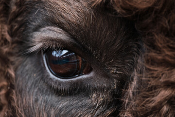 Close-up of bison's eye. Wild bison Bison bonasus in Prioksko-Terrasny nature reserve