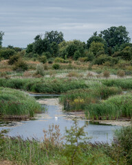 lake in the forest with trees