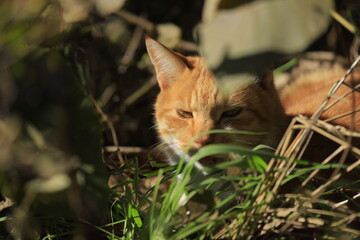 cat on the grass