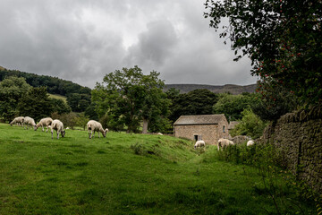 Obraz premium sheep on the hill in the UK countryside