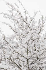View of covered with frost forest trees in the snowdrifts. Magical winter forest. Natural landscape