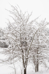 Fototapeta na wymiar Winter forest landscape with trees under snow. Peaceful outdoor scene