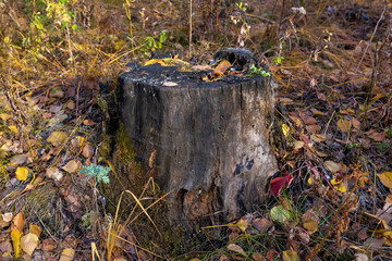 Old tree stump in the autumn forest. Side view, no people