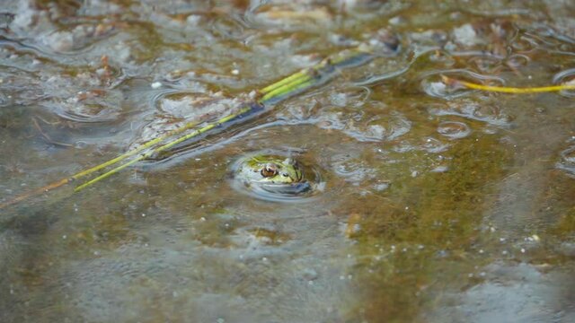 A frog sits in a pond and winks. slow motion