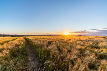 Gold-gelbes Roggen-Getreidefeld beim Sonnenuntergang im Spätsommer in England mit schmalem Feldweg