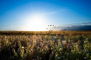 Feldblumen-Mischung im Gegenlicht an einem Roggenfeld beim Sonnenuntergang