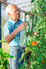 gray haired farmer sprays leaves of posidor plants in a greenhouse