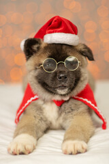 Cute funny puppy of the Akita breed lying on the background of lights in Santa's outfit with glasses on his nose. Merry christmas concept. Postcard to Christmas. Holiday invitation.