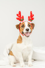 Jack Russell sitting on the bed with white linens in deer horns on his head. Merry christmas concept. Postcard to Christmas. Holiday invitation.