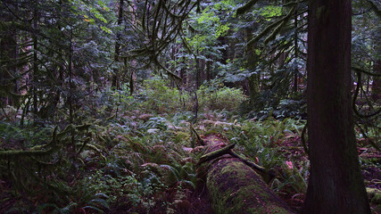 Dense rainforest with rotting dead tree trunk and lush vegetation at Cathedral Grove in MacMillan Provincial Park, Vancouver Island, BC, Canada.