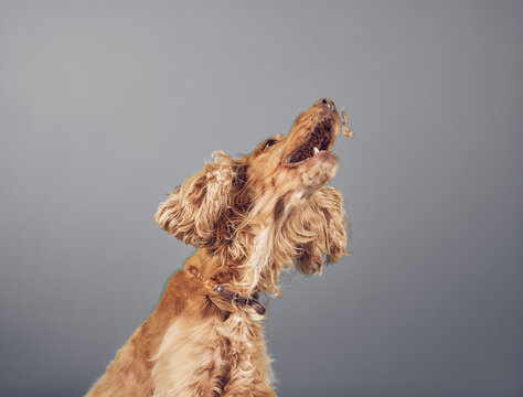 Jumping cocker spaniel dog with nose up