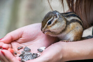 Squirrel eating sunflower seed, Kamo Park, Niigata, Japan