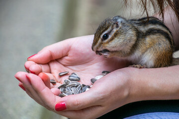 Squirrel eating sunflower seed, Kamo Park, Niigata, Japan