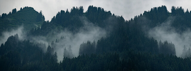 Incroyable paysage mystique d& 39 arbres de forêt de brouillard levant dans la forêt noire (Schwarzwald) Allemagne bannière panoramique .- humeur sombre