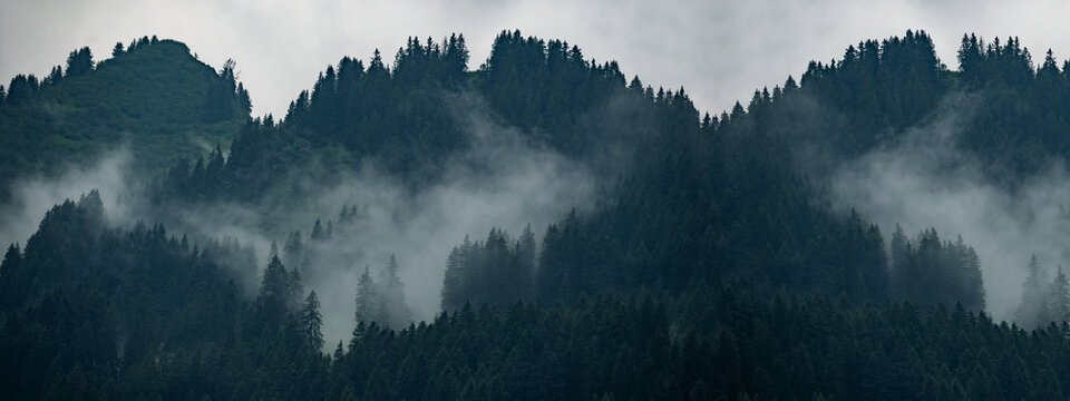 Fototapeta Amazing mystical rising fog forest trees landscape in black forest ( Schwarzwald ) Germany panorama banner .- dark mood