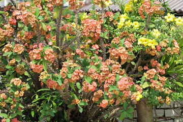 Beautiful flower in the garden for good colorful floral background