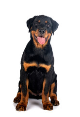 puppy rottweiler in studio