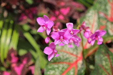 Beautiful flower in the garden for good colorful floral background