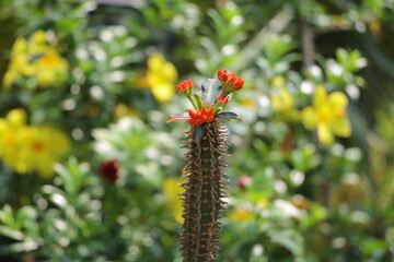 Beautiful flower in the garden for good colorful floral background