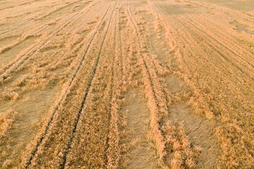 Aerial view of ripe farm field ready for harvesting with fallen down broken by wind wheat heads....