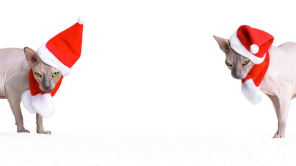 Two yong sphynx cat in red santa claus hat standing isolated on white background. New year and...