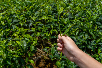 Naklejka na ściany i meble Child's tourist hand hold tea sprout against background of plantation field. Watching the best kind of tea for importations. Close up of fresh green leaves. High quality photo