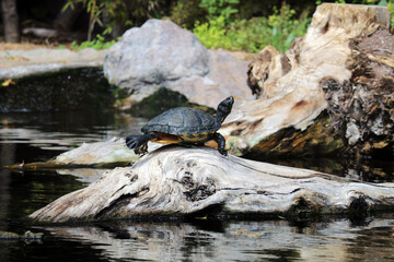 Turtle has sunbathing