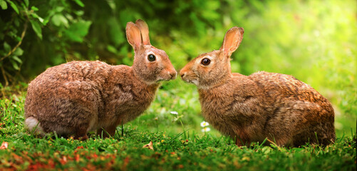 coppia di coniglietti nel prato - 469306615
