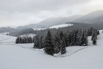 Aerial view of winter landscape with mountain hills covered with evergreen pine forest after heavy...