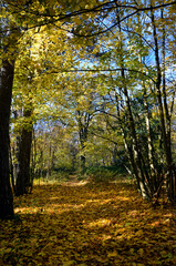 Fototapeta na wymiar Austria, Wienerwald, Autumn