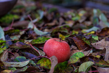 Apfel im Herbstlaub